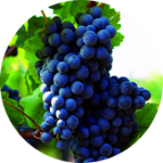 Grape polyphenol ブドウポリフェノール