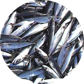 DHA contained refined fish oil DHA含有精製魚油