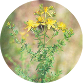 St. John's wort　オトギリソウ