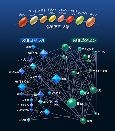 デザインX-1マルチバイタルアミノ酸の生命の鎖図