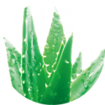 aloe