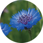 cornflower