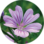 malva