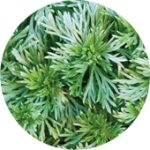 mugwort