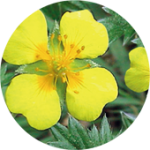 potentilla