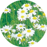 rome_camomile