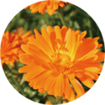 Calendula officinalis　トウキンセンカ