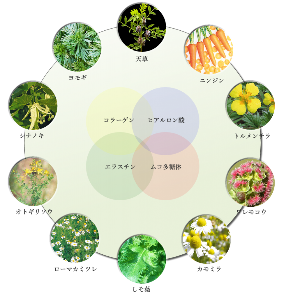スキンビオサークル