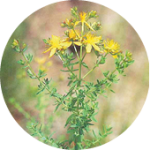 St.John's wort　オトギリソウ