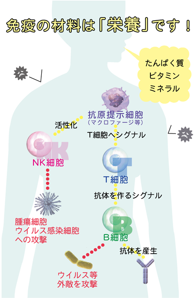 No 1 インフルエンザワクチン 予防接種 は効果のない劇薬 医食同源 Herba