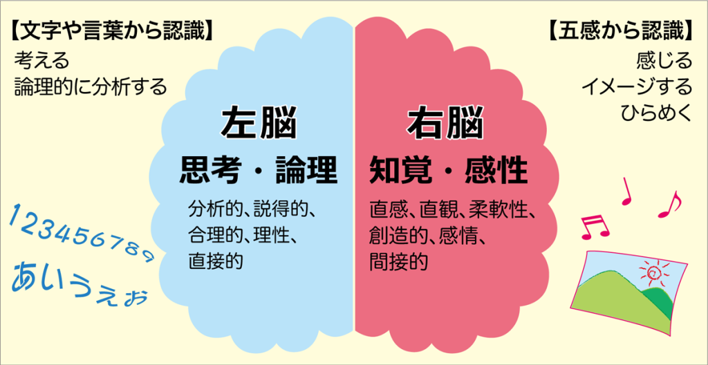 Images Of 右脳 Japaneseclass Jp