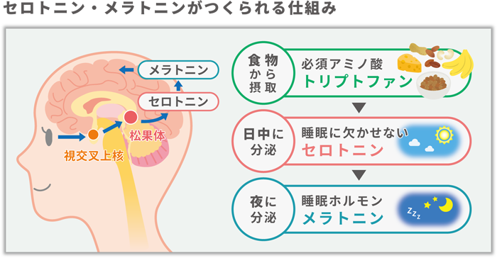 セロトニン・メラトニンがつくられる仕組み