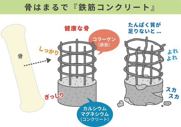 骨はまるで鉄筋コンクリート